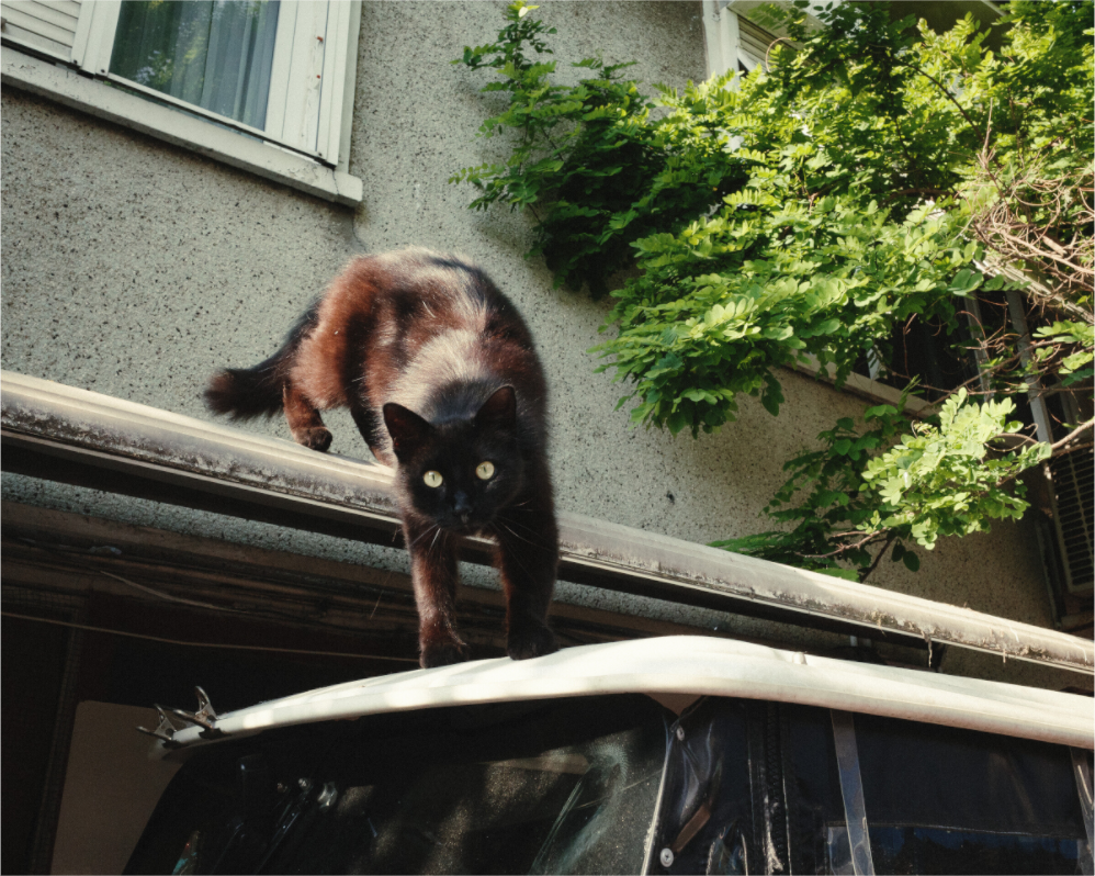 Main image Istanbul Impressions: Curiosity