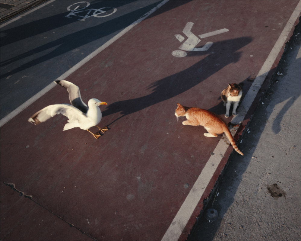 Main image Istanbul Impressions: Local Traffic