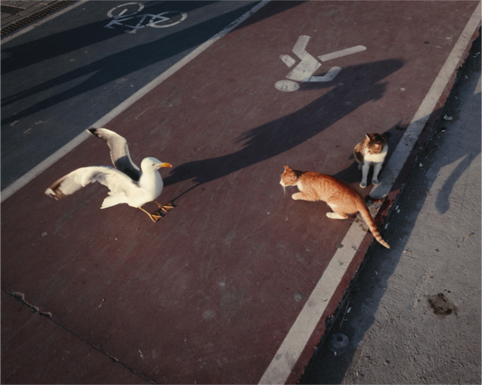 Main image Istanbul Impressions: Local Traffic